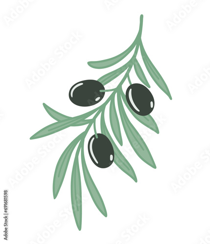 Olive branch with leaves and black olives. Flat color vector illustration isolated on white background.