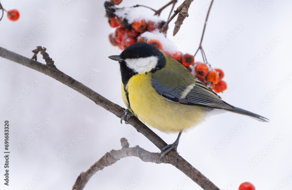 Fototapeta premium Close-up of a tit sitting on a branch of a red mountain ash during a snowfall