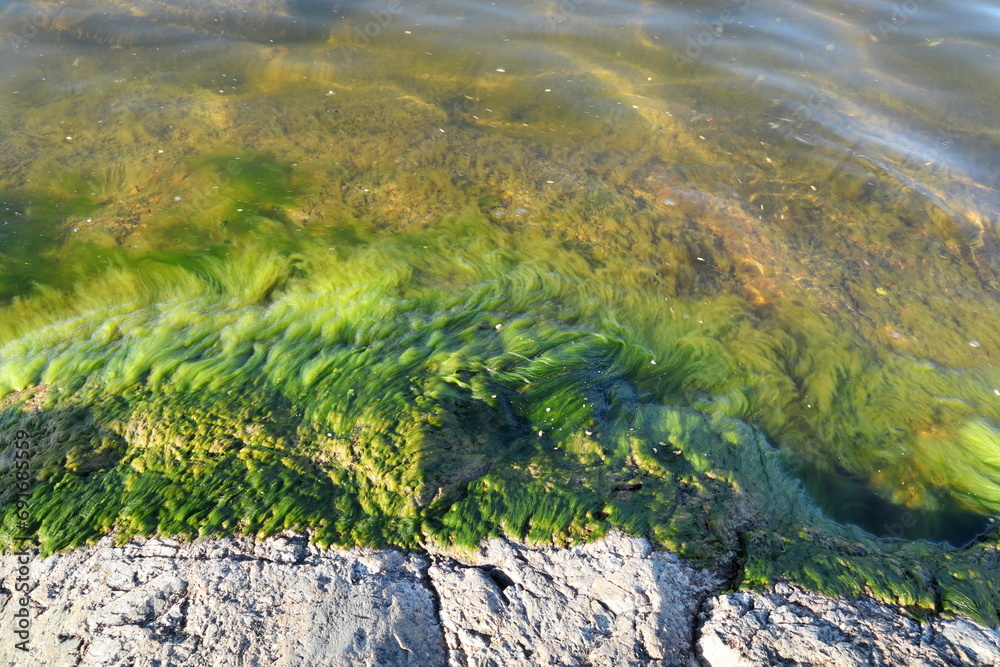 Green algae at one rocky beach.