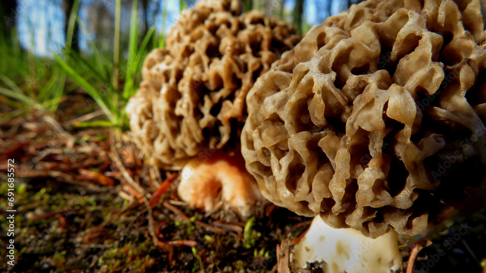 Morchella / Morille blonde Morchella / Morille blonde