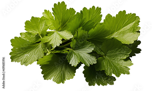 Bunch of fresh green parsley leaves isolated on a transparent background.