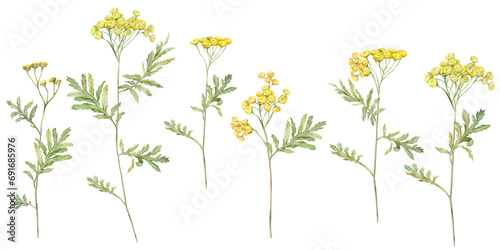 Watercolor common tansy. Set of yellow field flowers. Hand drawn illustration isolated on white background. Bundle botanical medicinal wildflowers clipart. Elements