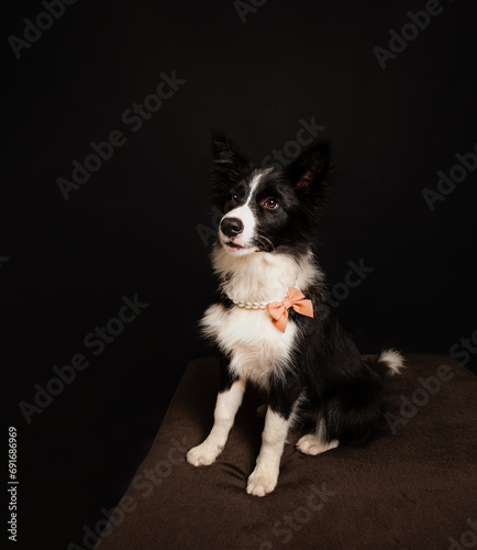 Portrait of an Australian Shepherd dog wearing a bow necklace