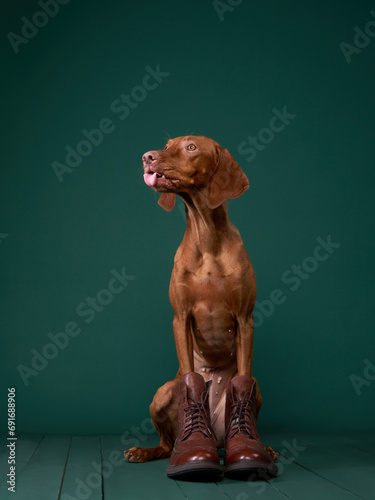 Dog whimsical studio portrayal. The Vizsla stands tall in brown boots, embodying a quirky, charming character photo