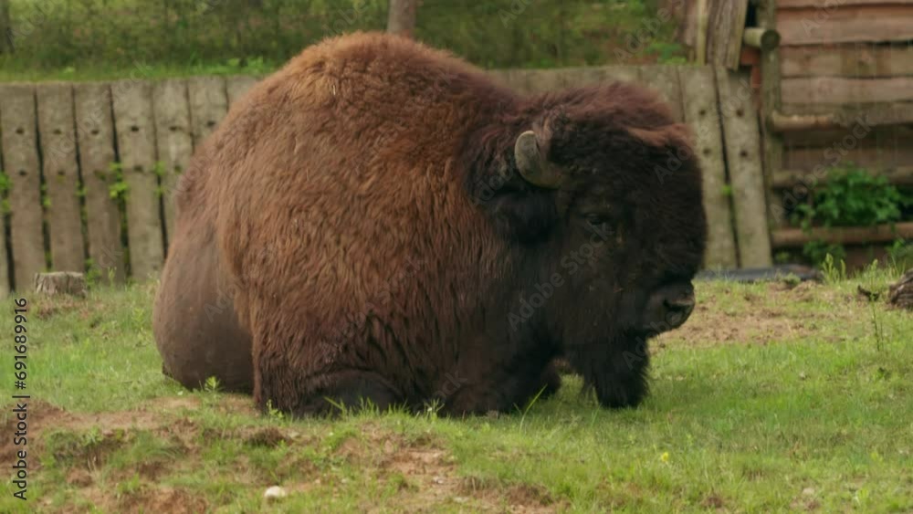 The American bison or buffalo lying and calm on meadow in summer national park. The American bison or buffalo lying and calm on meadow in summer national park.