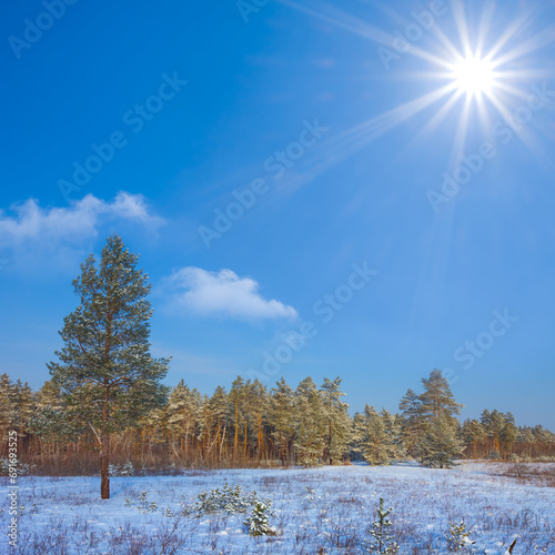 snowbound forest glade in light of sparkle sun