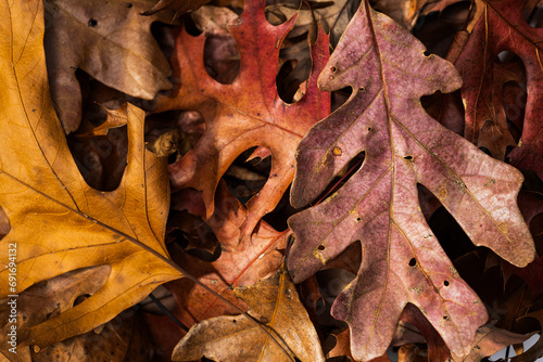 A pile of colorful fallen autumn oak and maple leaves photo