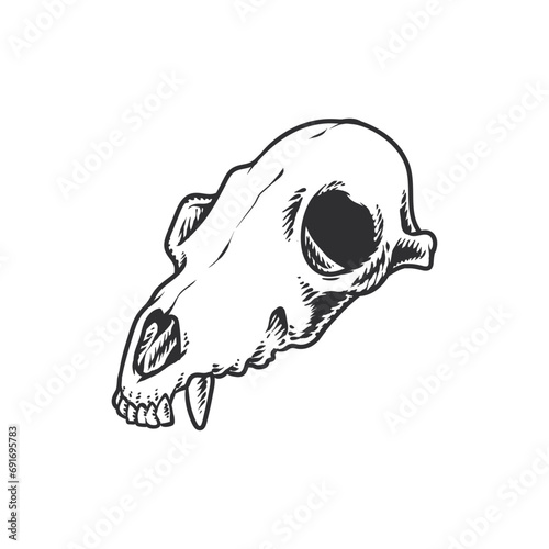 Seketch Animal Skull Hand Drawing