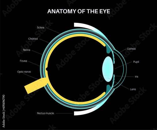 Eye anatomy poster
