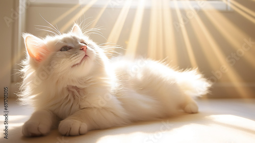 cute cat in the rays of sunlight in the interior of a cozy apartment, spring sunny mood photo