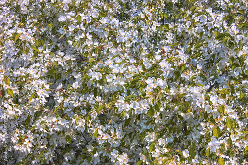 Apple tree blossom spring background of blooming flowers beautiful nature with blossoming tree spring flowers.