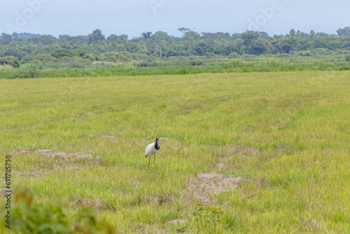 Fotografia ave na região do pantanal sul, na cidade na Miranda, Estado do Mato Grosso do Su