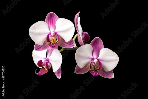 Pink orchid flowers on black background