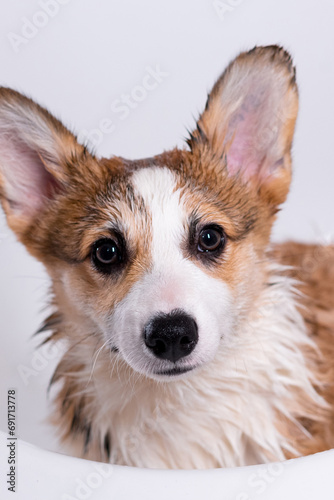 Girl bathes a small Pembroke Welsh Corgi puppy in the shower. He looks at the camera. Happy little dog. Concept of care, animal life, health, show, dog breed © Granmedia