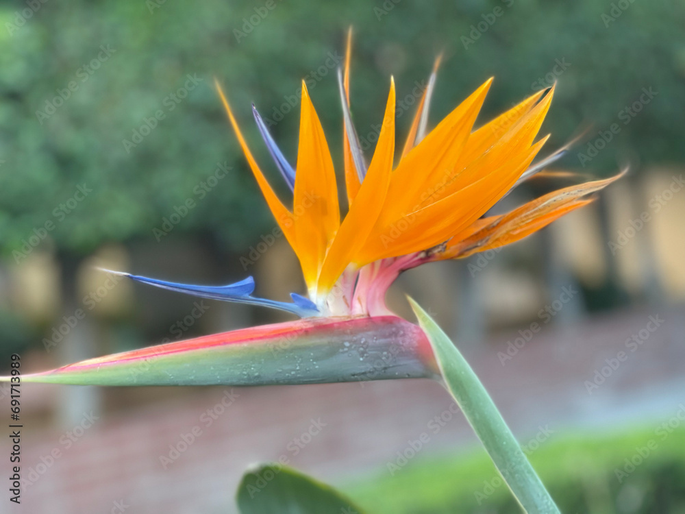 Fototapeta premium flower