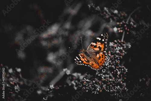 Rusałka motyl