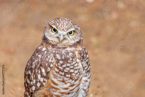 great horned owl, Houston Zoo, Houston, Texas, USA photo