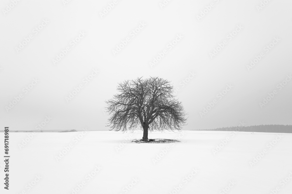 Kastanienbaum im Winter - obrazy, fototapety, plakaty 