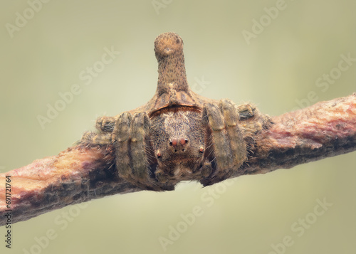 A small, young turreted wrap-around spider (Dolophones sp) on a twig with lots of close-up texture and hairs photo