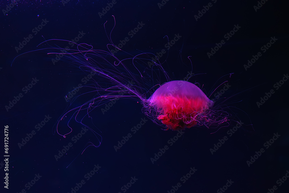 Naklejka premium Fluorescent jellyfish swimming underwater aquarium pool with red neon light. The Lion's mane jellyfish, Cyanea capillata also known as giant jellyfish, arctic red jellyfish, hair jelly