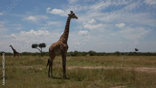 Wallpaper Mural Tall giraffe standing in field - wide, steady cam around Torontodigital.ca