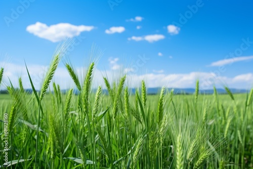 Green wheat field on a sunny day