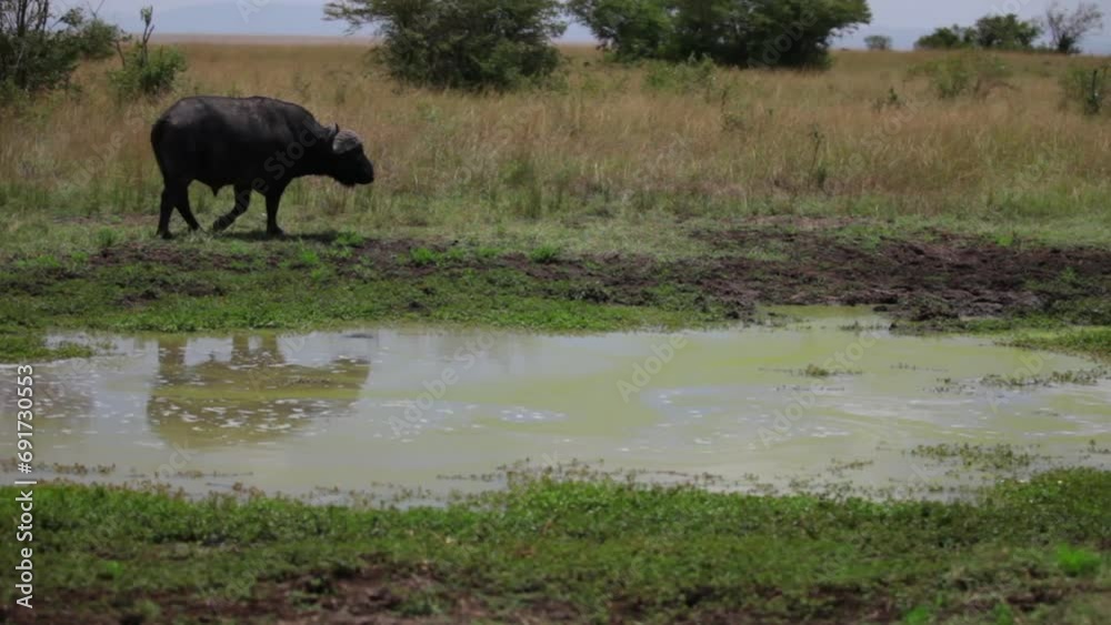 Wild water buffalo walking alongside swamp in Kenya Wild water buffalo walking alongside swamp in Kenya