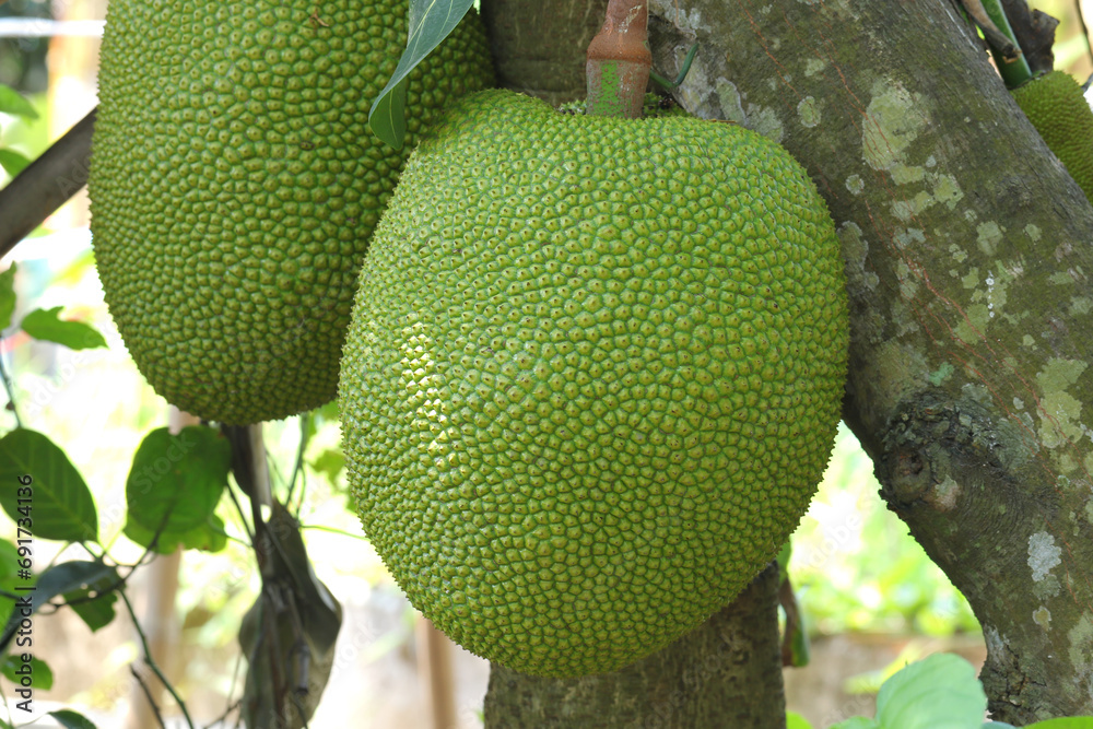 Close up of growing jackfruits