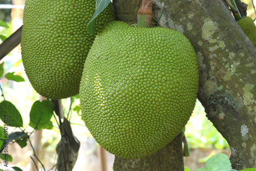 Obraz na płótnie Close up of growing jackfruits w salonie