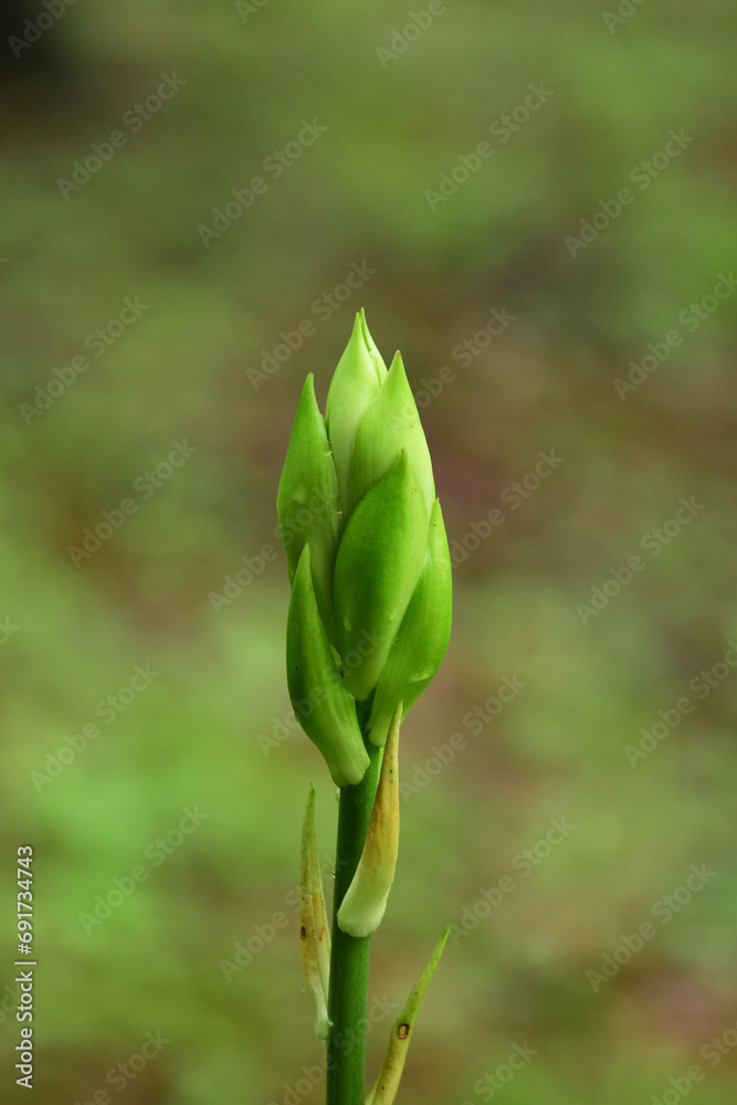 Obraz premium オオウバユリの緑の蕾