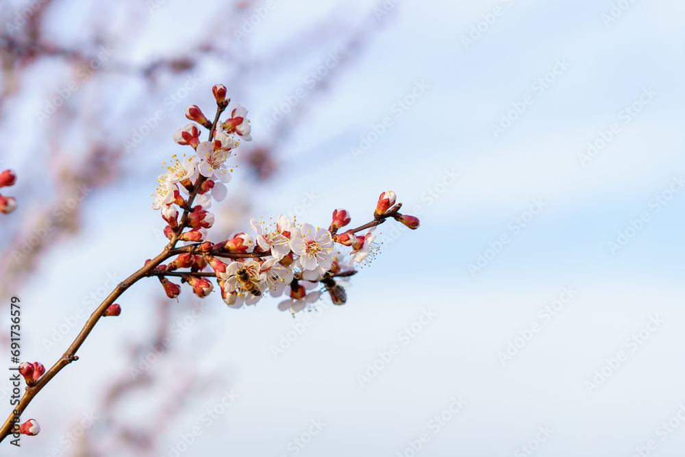 Flowers and flowering trees in early spring. Spring background with copy space