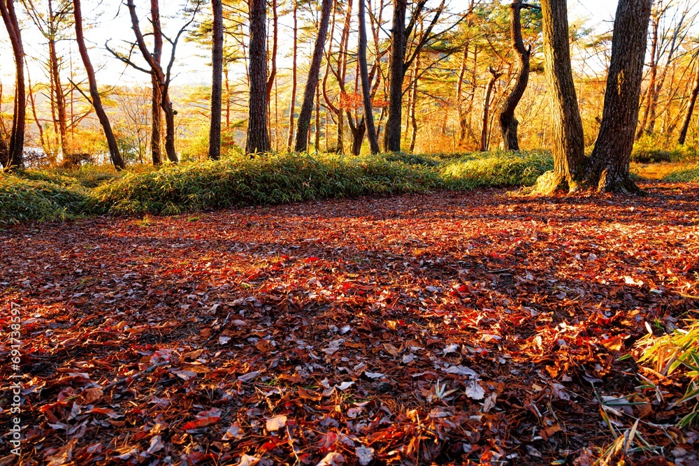 紅葉の落ち葉のある風景