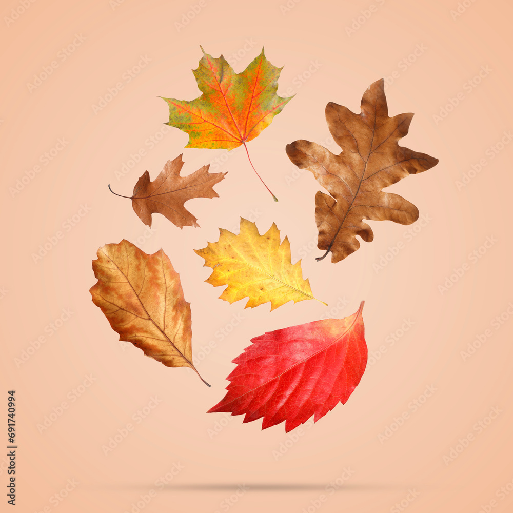 Many different bright autumn leaves falling on dark beige background Many different bright autumn leaves falling on dark beige background