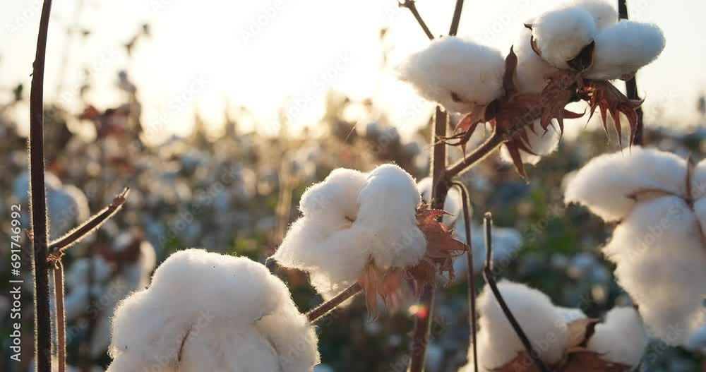 Cotton branch at sunset. Cotton harvest. Ready to harvest cotton field. Agriculture. Close-up Cotton branch at sunset. Cotton harvest. Ready to harvest cotton field. Agriculture. Close-up