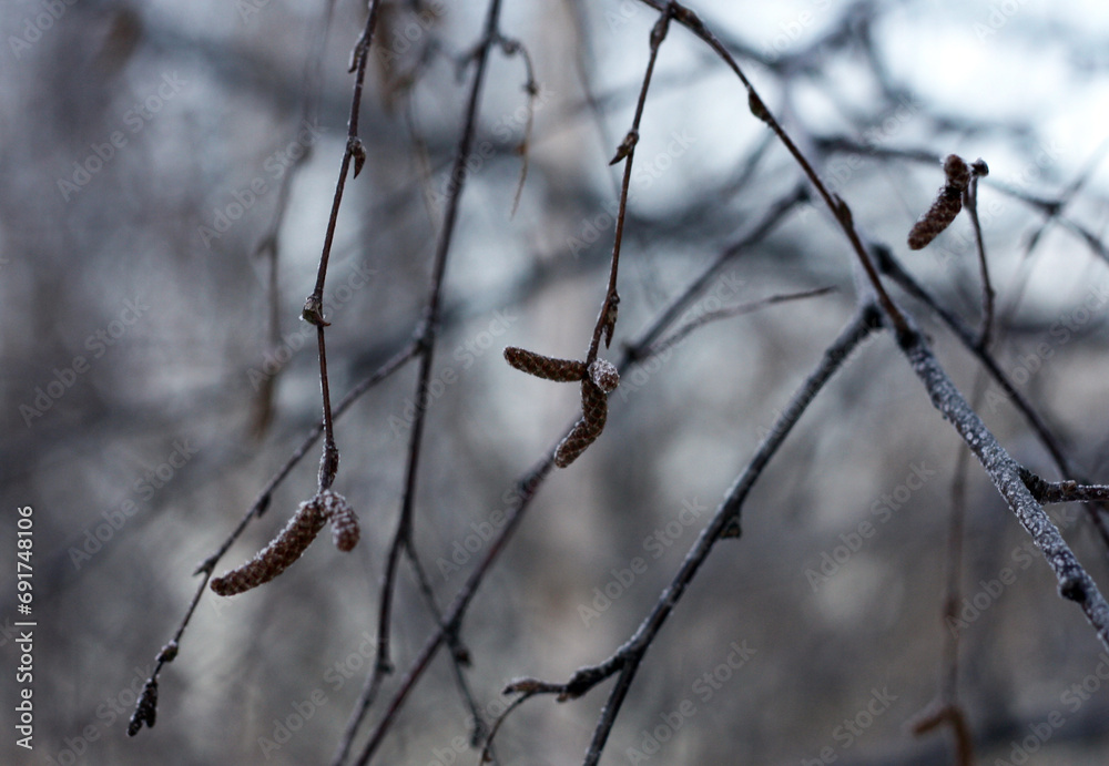 Birch branches covered with hoarfrost close-up Birch branches covered with hoarfrost close-up