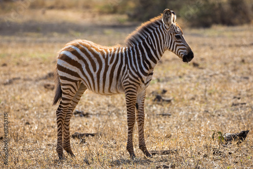 A Zebra (Equus quagga) foal in the later afternoon..