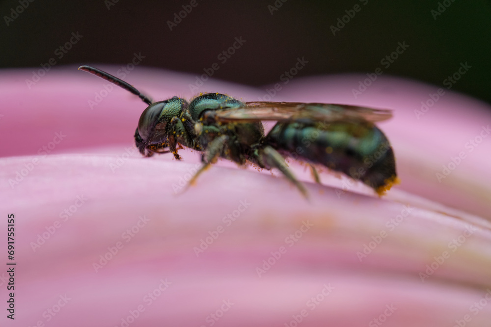 Fototapeta premium Small Carpenter Bee on a Flower Petal - Side