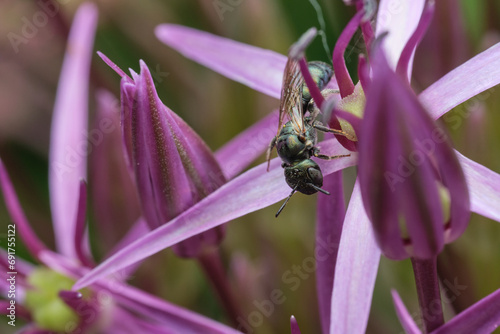 Small Carpenter Bee on a Purple Flower - Side photo