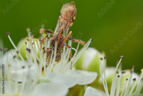 Red Nomad Bee on White Flower - Portrait photo