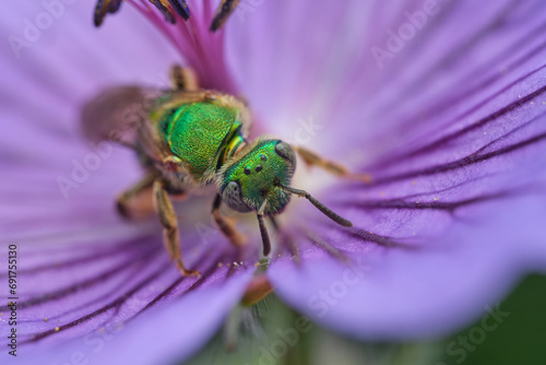 Green Sweat Bee on Purple Flower - Porrtait