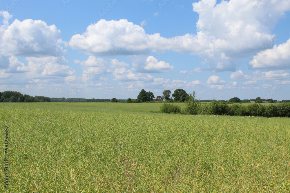 Large canola field with blue sky and clouds in Sece, Latvia Large canola field with blue sky and clouds in Sece, Latvia