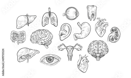 human organ handdrawn collection