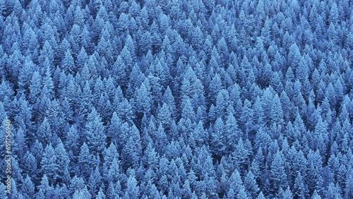 Colorado Christmas shaded cool blue Rocky Mountains snowing below freezing frosted first snow pine tree forest Evergreen Morrison Denver Mount Blue Sky Evans cinematic aerial drone to the right motion photo