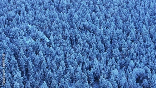 Colorado Christmas shaded cool blue Rocky Mountains dense below freezing frosted first snow pine tree forest Evergreen Morrison Denver Mount Blue Sky Evans cinematic aerial drone right motion photo