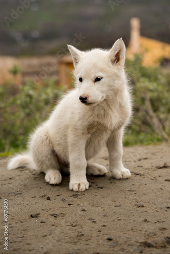 Sleddog puppy in sisimiut