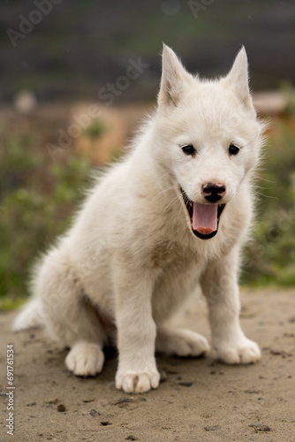 Sleddog puppy in sisimiut