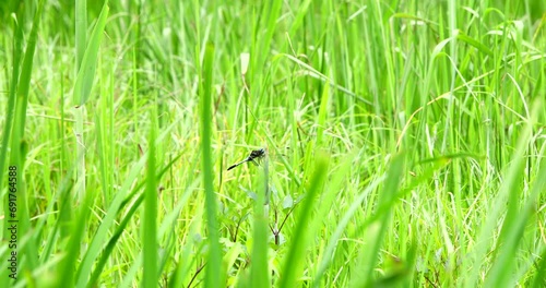 草はらに隠れるシオカラトンボ photo