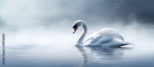 Swan silently descending on water photo