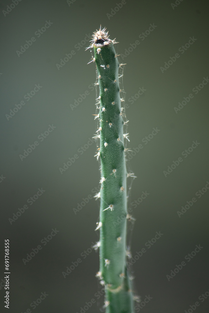 cactus close up