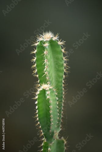 cactus close up